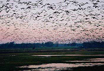Svalbard barnacle geese at the Wildfowl and Wetlands Trust, Caerlaverock
